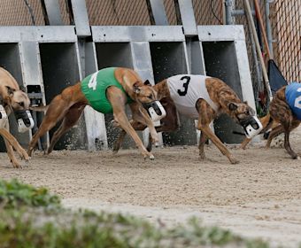 greyhound start image