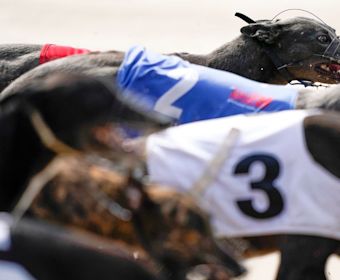 greyhounds guide